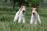 FOX TERRIER 629